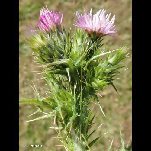 <i>Carduus tenuiflorus</i> Curtis, 1793 &copy; H. TINGUY