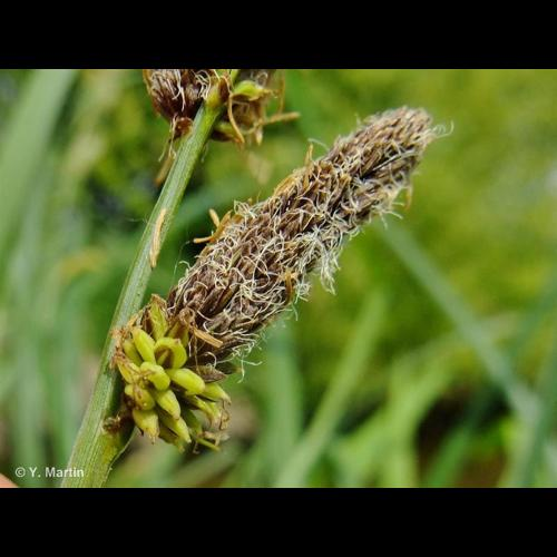<i>Carex acutiformis</i> Ehrh., 1789 &copy; 