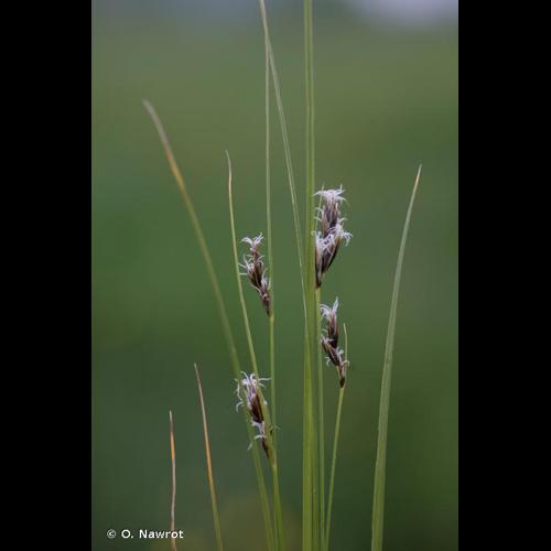 <i>Carex divisa</i> Huds., 1762 &copy; O. Nawrot