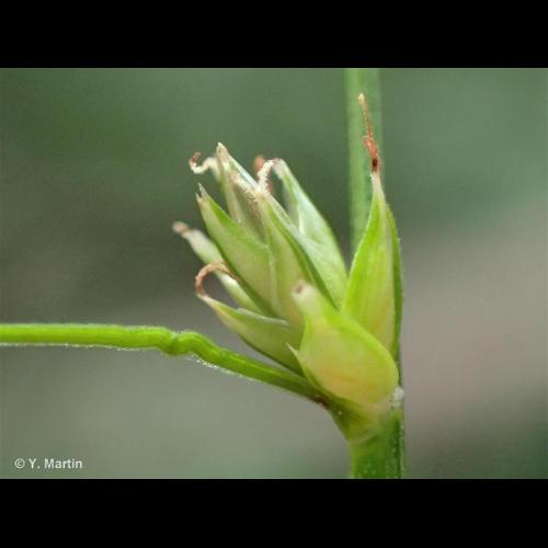 <i>Carex divulsa</i> Stokes, 1787 &copy; 