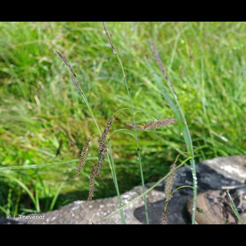 <i>Carex flacca</i> Schreb., 1771 &copy; J. Thevenot