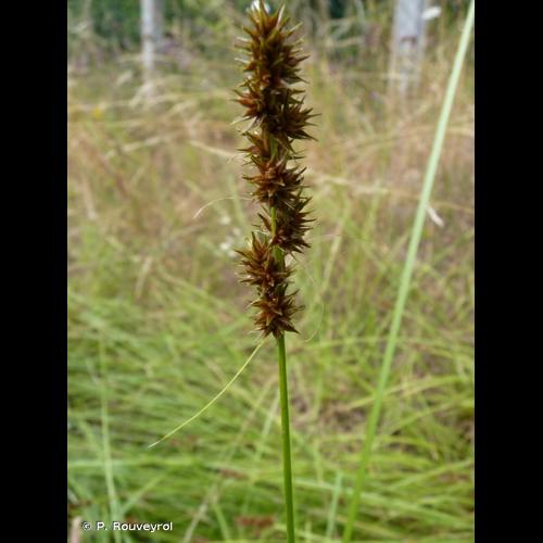 <i>Carex otrubae</i> Podp., 1922 &copy; P. Rouveyrol