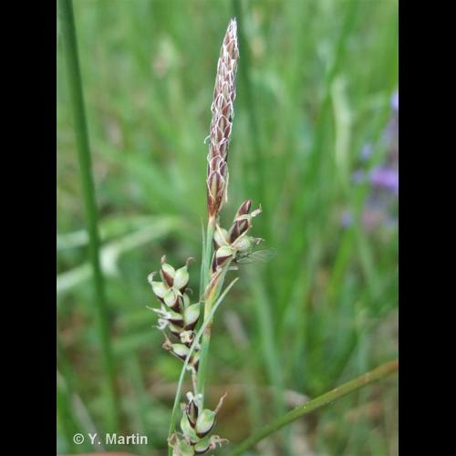 <i>Carex panicea</i> L., 1753 &copy; 