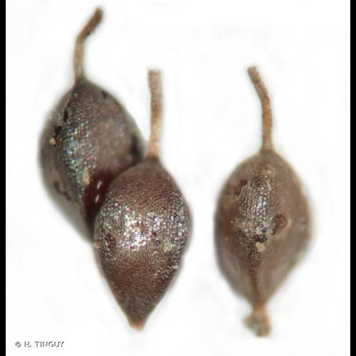 <i>Carex pendula</i> Huds., 1762 &copy; H. TINGUY