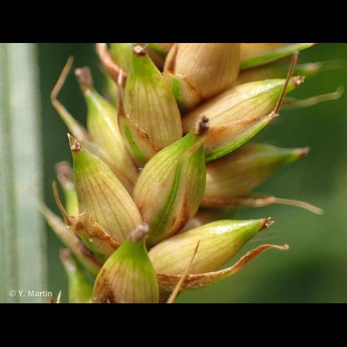 <i>Carex riparia</i> Curtis, 1783 &copy; 