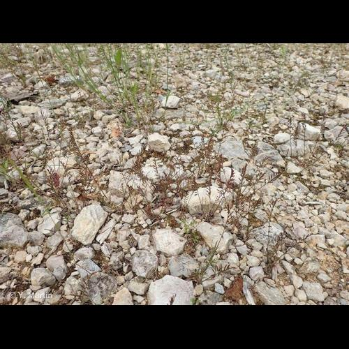 <i>Catapodium rigidum</i> (L.) C.E.Hubb., 1953 &copy; 