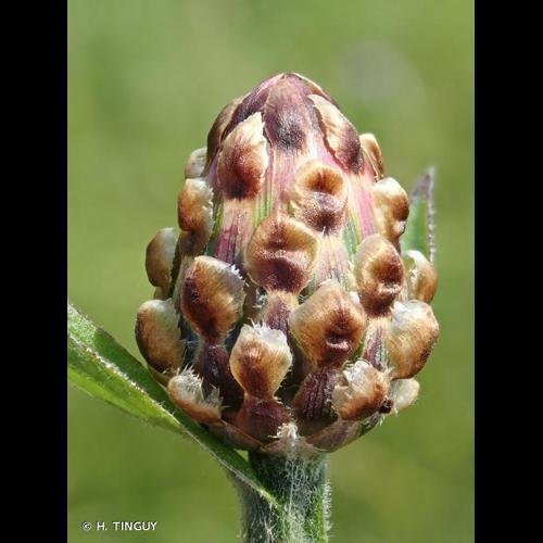 <i>Centaurea jacea</i> L., 1753 &copy; H. TINGUY