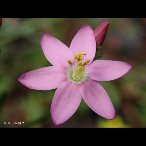 <i>Centaurium erythraea</i> Rafn, 1800 &copy; H. TINGUY