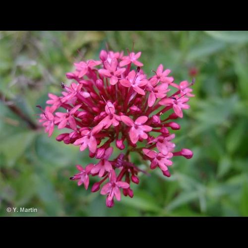 <i>Centranthus ruber</i> (L.) DC., 1805 &copy; 