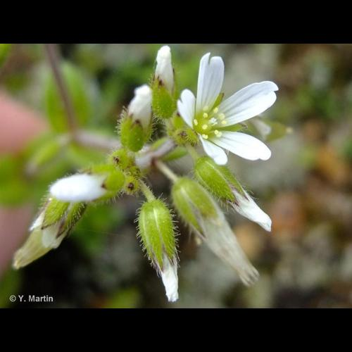 <i>Cerastium glomeratum</i> Thuill., 1799 &copy; 