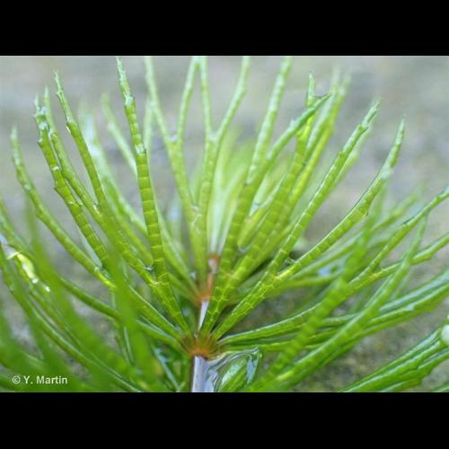 <i>Ceratophyllum demersum</i> L., 1753 &copy; 