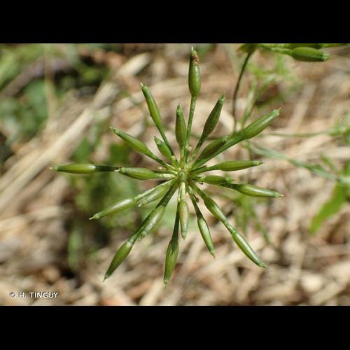 <i>Chaerophyllum temulum</i> L., 1753 &copy; H. TINGUY