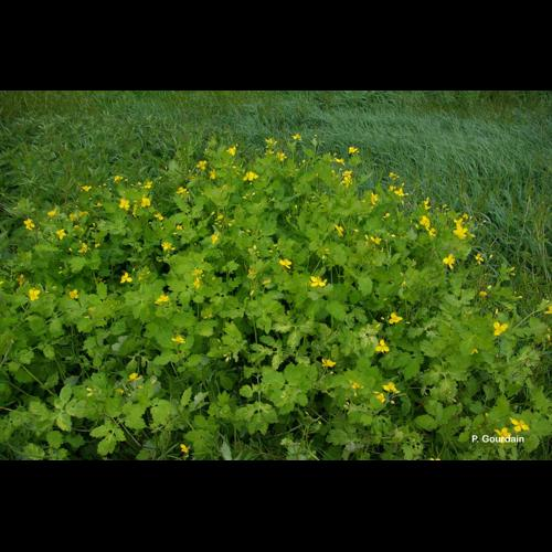 <i>Chelidonium majus</i> L., 1753 &copy; P. Gourdain