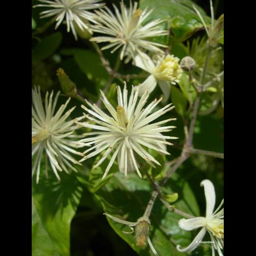 <i>Clematis vitalba</i> L., 1753 &copy; P. Gourdain