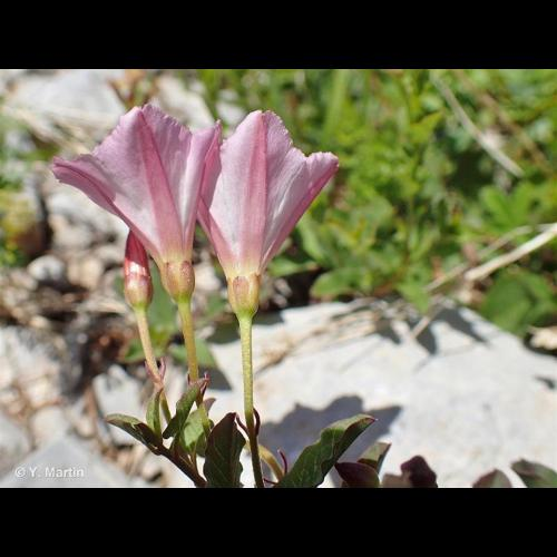 <i>Convolvulus arvensis</i> L., 1753 &copy; 