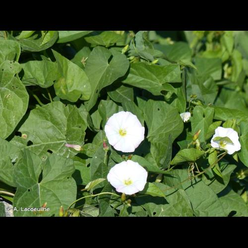 <i>Convolvulus sepium</i> L., 1753 &copy; A. Lacoeuilhe