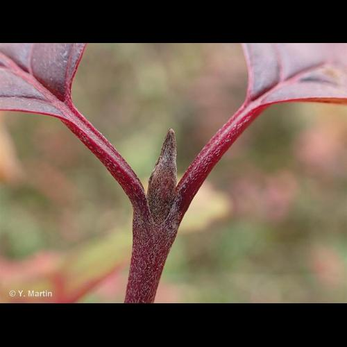 <i>Cornus sanguinea</i> L., 1753 &copy; 