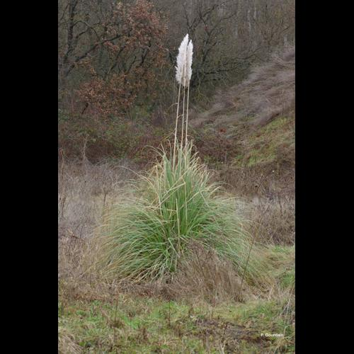 <i>Cortaderia selloana</i> (Schult. & Schult.f.) Asch. & Graebn., 1900 &copy; P. Gourdain