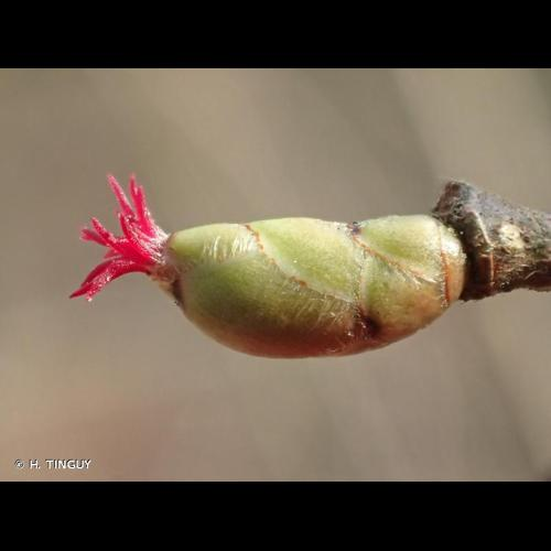 <i>Corylus avellana</i> L., 1753 &copy; H. TINGUY