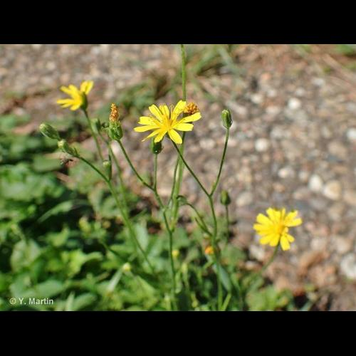 <i>Crepis capillaris</i> (L.) Wallr., 1840 &copy; 