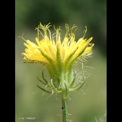 <i>Crepis setosa</i> Haller f., 1797 &copy; H. TINGUY