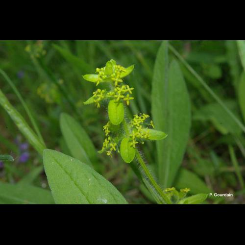 <i>Cruciata laevipes</i> Opiz, 1852 &copy; P. Gourdain