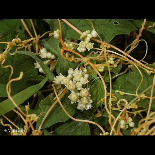 <i>Cuscuta campestris</i> Yunck., 1932 &copy; V. Boullet