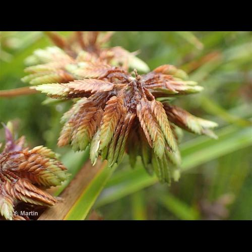 <i>Cyperus eragrostis</i> Lam., 1791 &copy; 