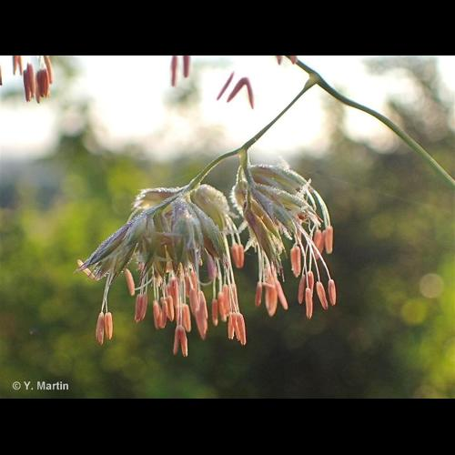 <i>Dactylis glomerata</i> L., 1753 &copy; 