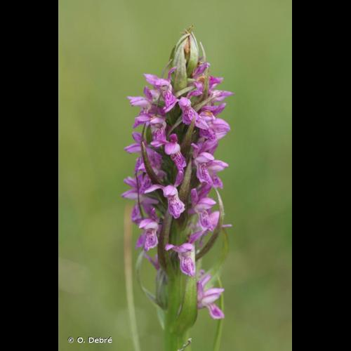 <i>Dactylorhiza incarnata</i> (L.) Soó, 1962 &copy; O. Debré
