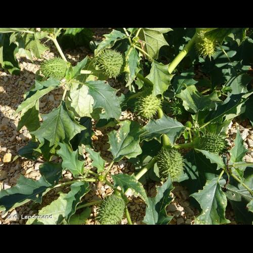 <i>Datura stramonium</i> L., 1753 &copy; C. Lenormand