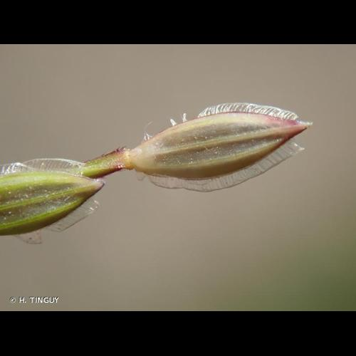<i>Digitaria sanguinalis</i> (L.) Scop., 1771 &copy; H. TINGUY