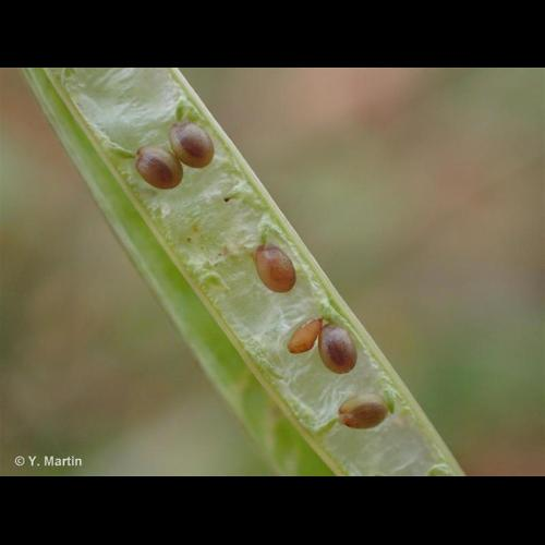<i>Diplotaxis tenuifolia</i> (L.) DC., 1821 &copy; 