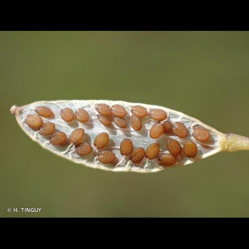 <i>Draba verna</i> L., 1753 &copy; H. TINGUY