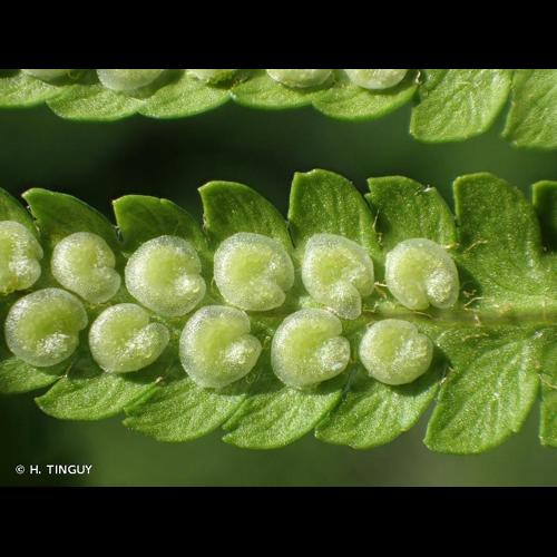 <i>Dryopteris filix-mas</i> (L.) Schott, 1834 &copy; H. TINGUY