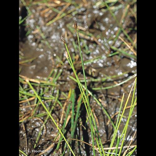 <i>Eleocharis multicaulis</i> (Sm.) Desv., 1818 &copy; S. Filoche