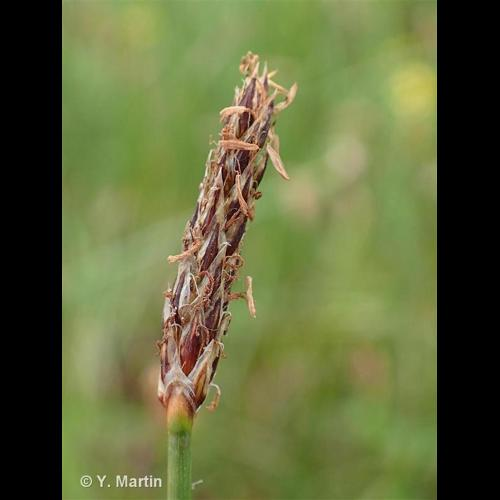 <i>Eleocharis palustris</i> (L.) Roem. & Schult., 1817 &copy; 