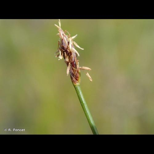 <i>Eleocharis uniglumis</i> (Link) Schult., 1824 &copy; R. Poncet