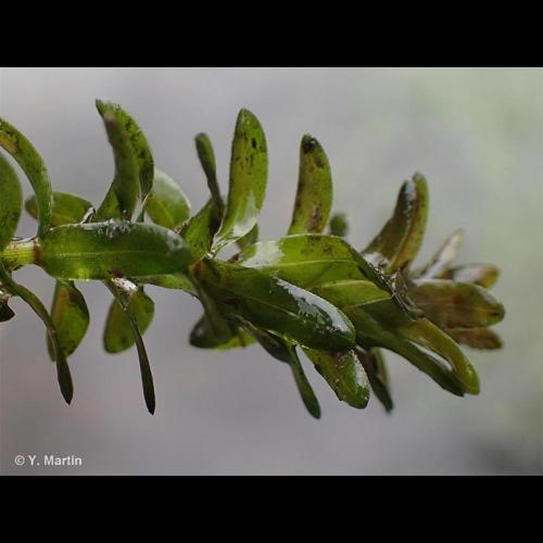 <i>Elodea canadensis</i> Michx., 1803 &copy; 