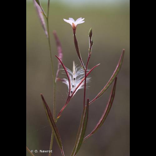 <i>Epilobium brachycarpum</i> C.Presl, 1831 &copy; O. Nawrot