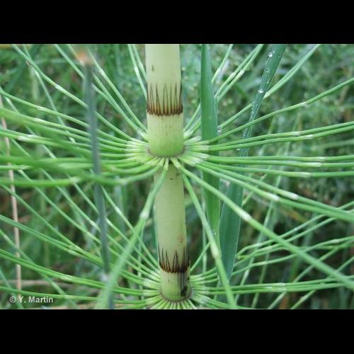 <i>Equisetum telmateia</i> Ehrh., 1783 &copy; 