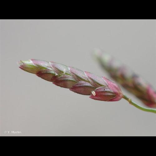 <i>Eragrostis minor</i> Host, 1809 &copy; 