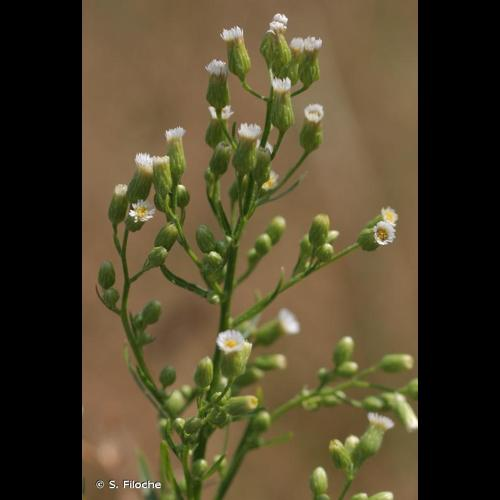 <i>Erigeron canadensis</i> L., 1753 &copy; S. Filoche