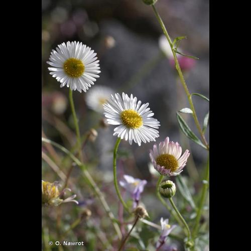 <i>Erigeron karvinskianus</i> DC., 1836 &copy; O. Nawrot
