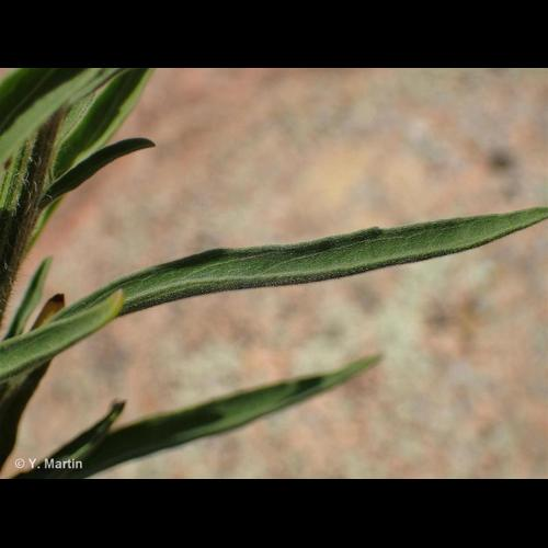 <i>Erigeron sumatrensis</i> Retz., 1810 &copy; 