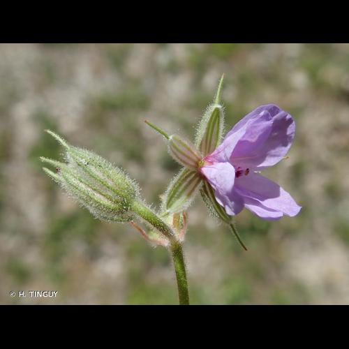 <i>Erodium ciconium</i> (L.) L'Hér., 1789 &copy; H. TINGUY