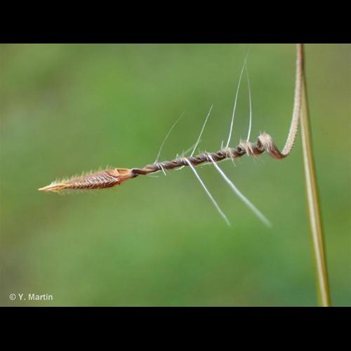 <i>Erodium moschatum</i> (L.) L'Hér., 1789 &copy; 