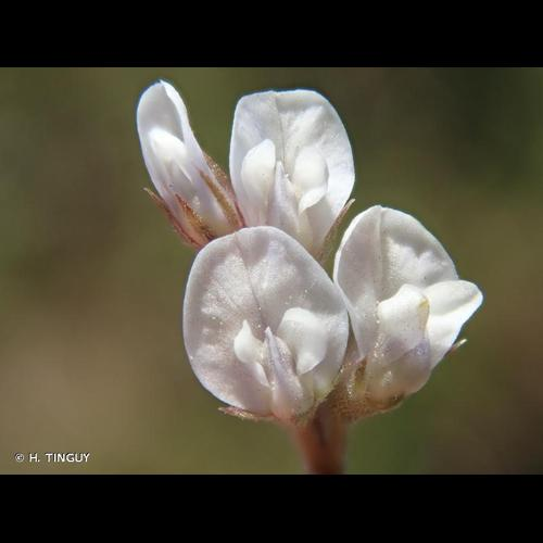 <i>Ervilia hirsuta</i> (L.) Opiz, 1852 &copy; H. TINGUY