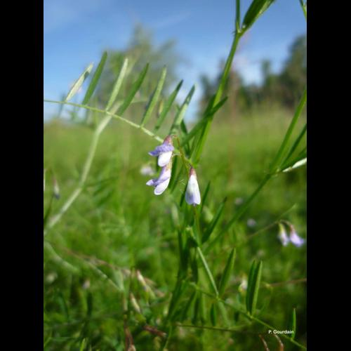 <i>Ervum tetraspermum</i> L., 1753 &copy; P. Gourdain