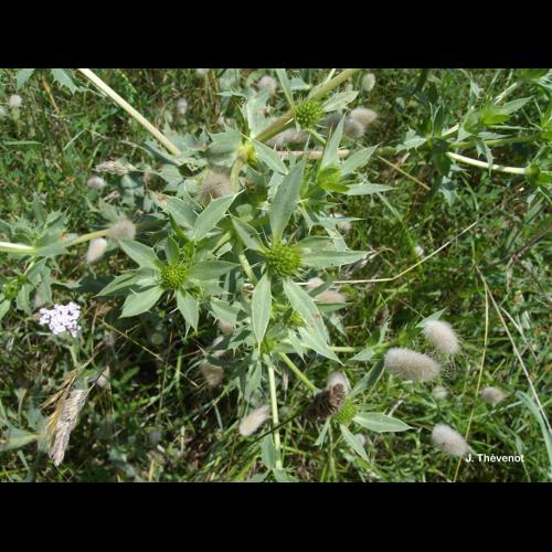 <i>Eryngium campestre</i> L., 1753 &copy; J. Thévenot